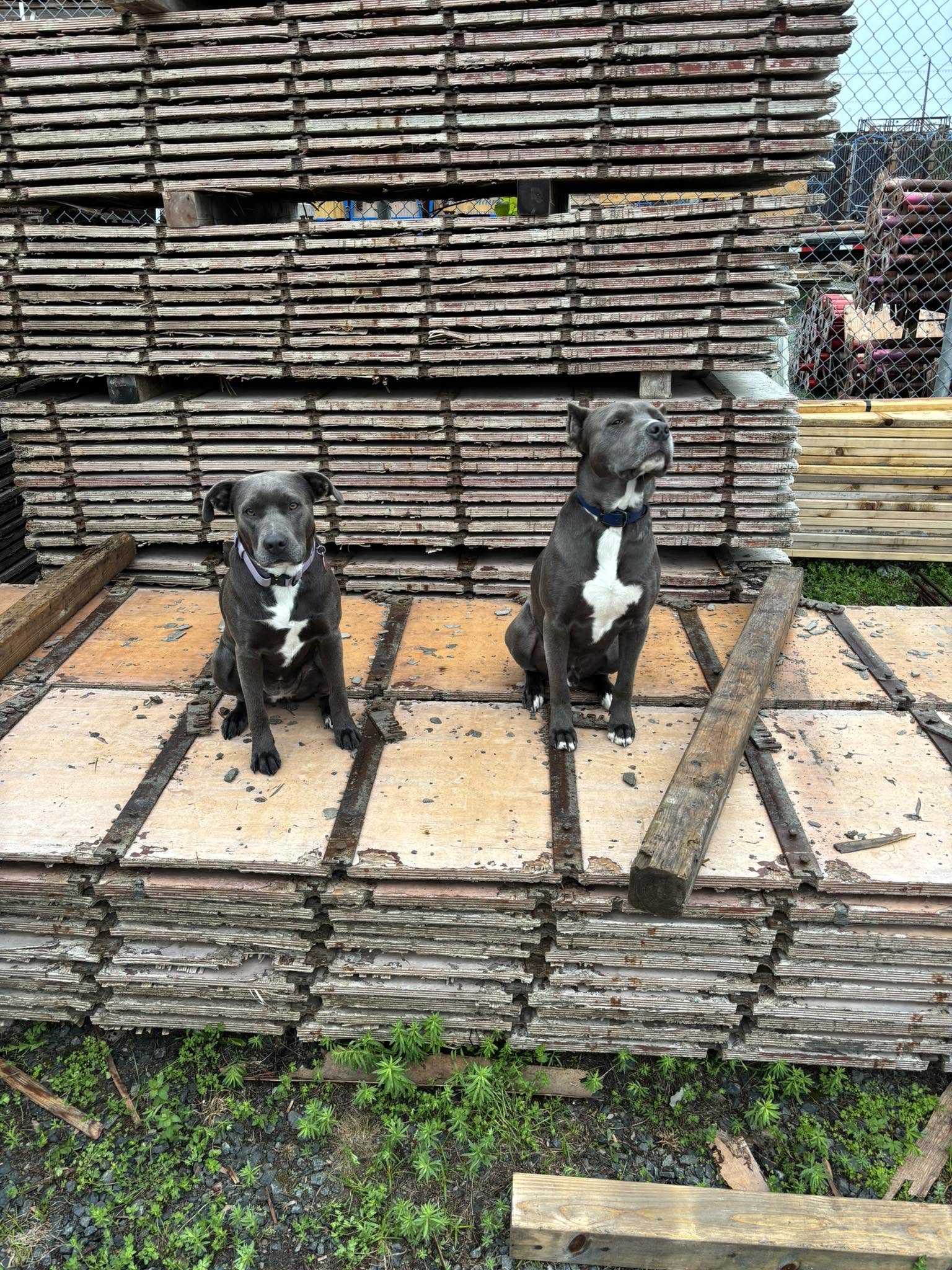 Sabo and Lucy at the concrete form yard